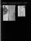 Man on golf course; Tornado damage (2 Negatives) (July 1, 1957) [Sleeve 4, Folder c, Box 12]